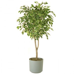 Ficus hawaii